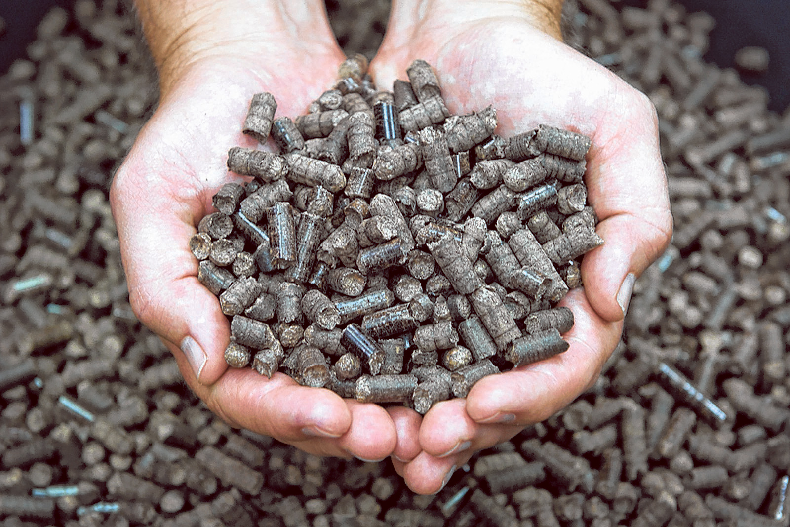 granulki obornika rozsypane w kole wokół pnia jabłoni w sadzie