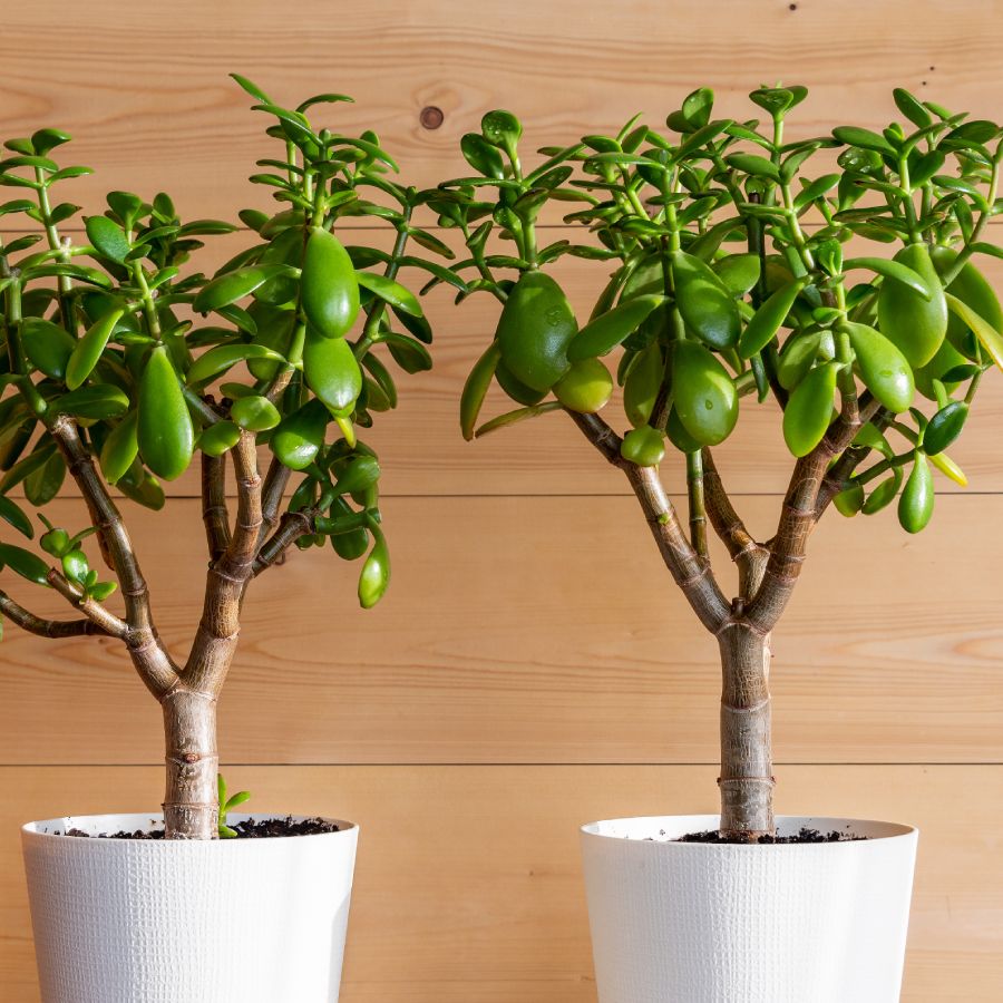 grubosz drzewko szczęścia w jasno oświetlonym miejscu przy południowym oknie domu