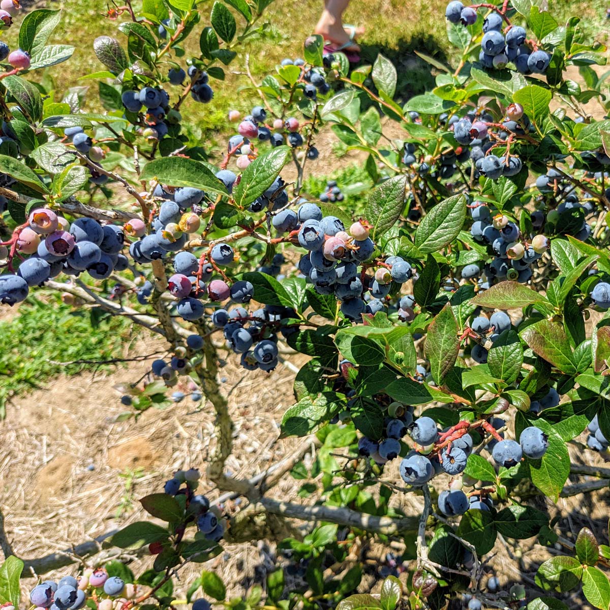 białe kwiaty borówki amerykańskiej na gałęziach młodego krzewu wiosną