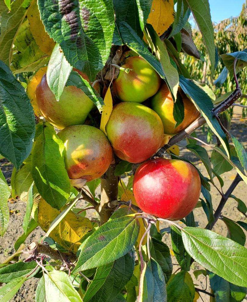 sadzenie kolumnowego drzewka jabłoniowego osoba sadząca młode kolumnowe drzewko jabłoniowe w przygotowanym dołku glebowym
