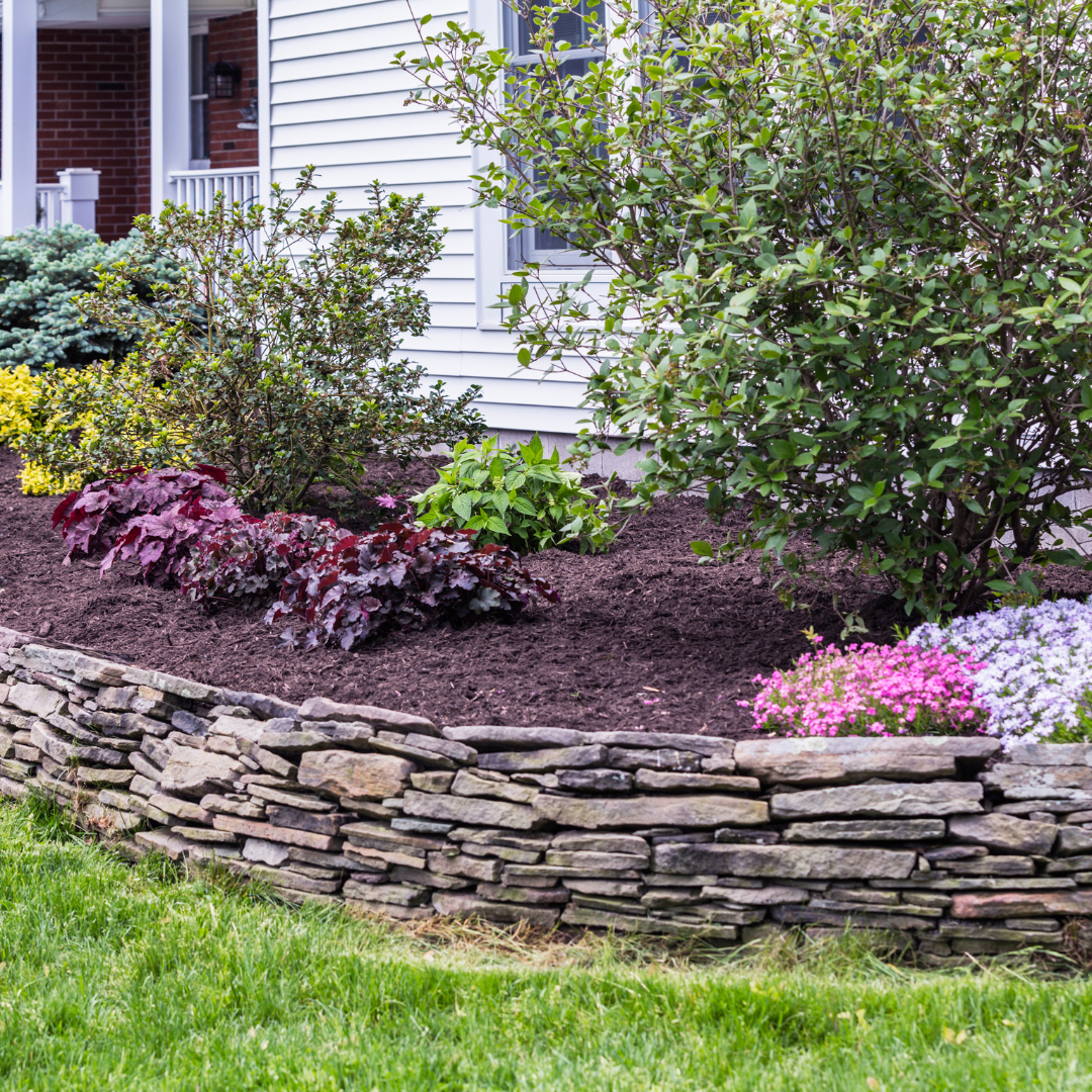 rabata z krzewinkami zimozielonymi otoczona korą sosnową w mroźny zimowy dzień