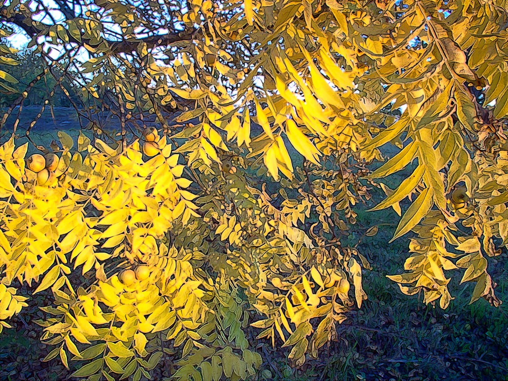 Budowa kompostu z liści orzecha i trawy Warstwy liści orzecha i skoszonej trawy w drewnianym kompostowniku