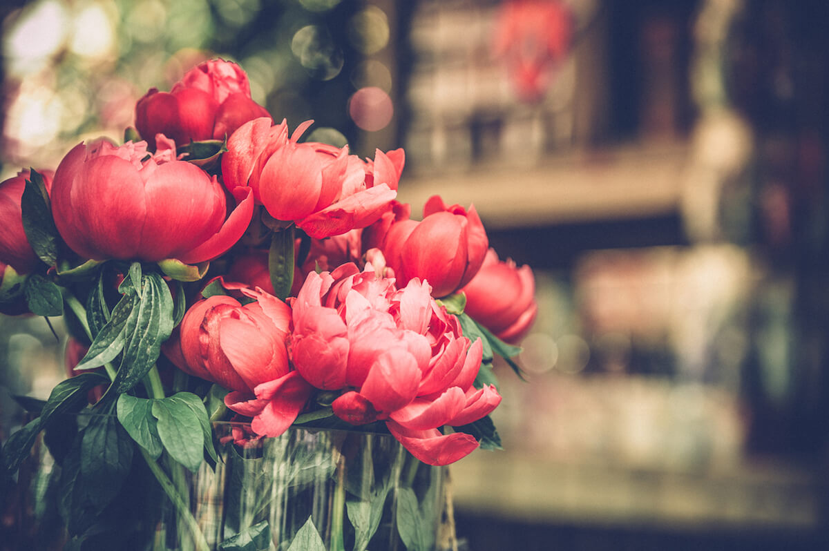 Wyjęta kępa piwonii z grubymi korzeniami i resztkami ziemi na rabacie