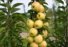 Jabłonie, grusze, czereśnie – które drzewka owocowe kolumnowe sprawdzą się w małym ogrodzie i na balkonie? rzęd smukłych kolumnowych drzewek owocowych z jabłkami w ogrodzie