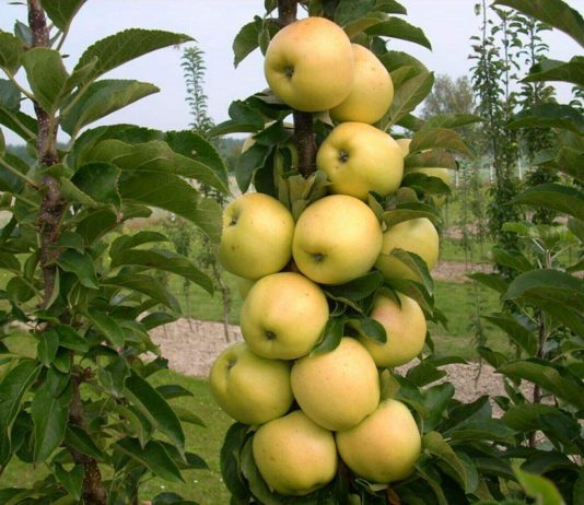 Jabłonie, grusze, czereśnie – które drzewka owocowe kolumnowe sprawdzą się w małym ogrodzie i na balkonie? rzęd smukłych kolumnowych drzewek owocowych z jabłkami w ogrodzie