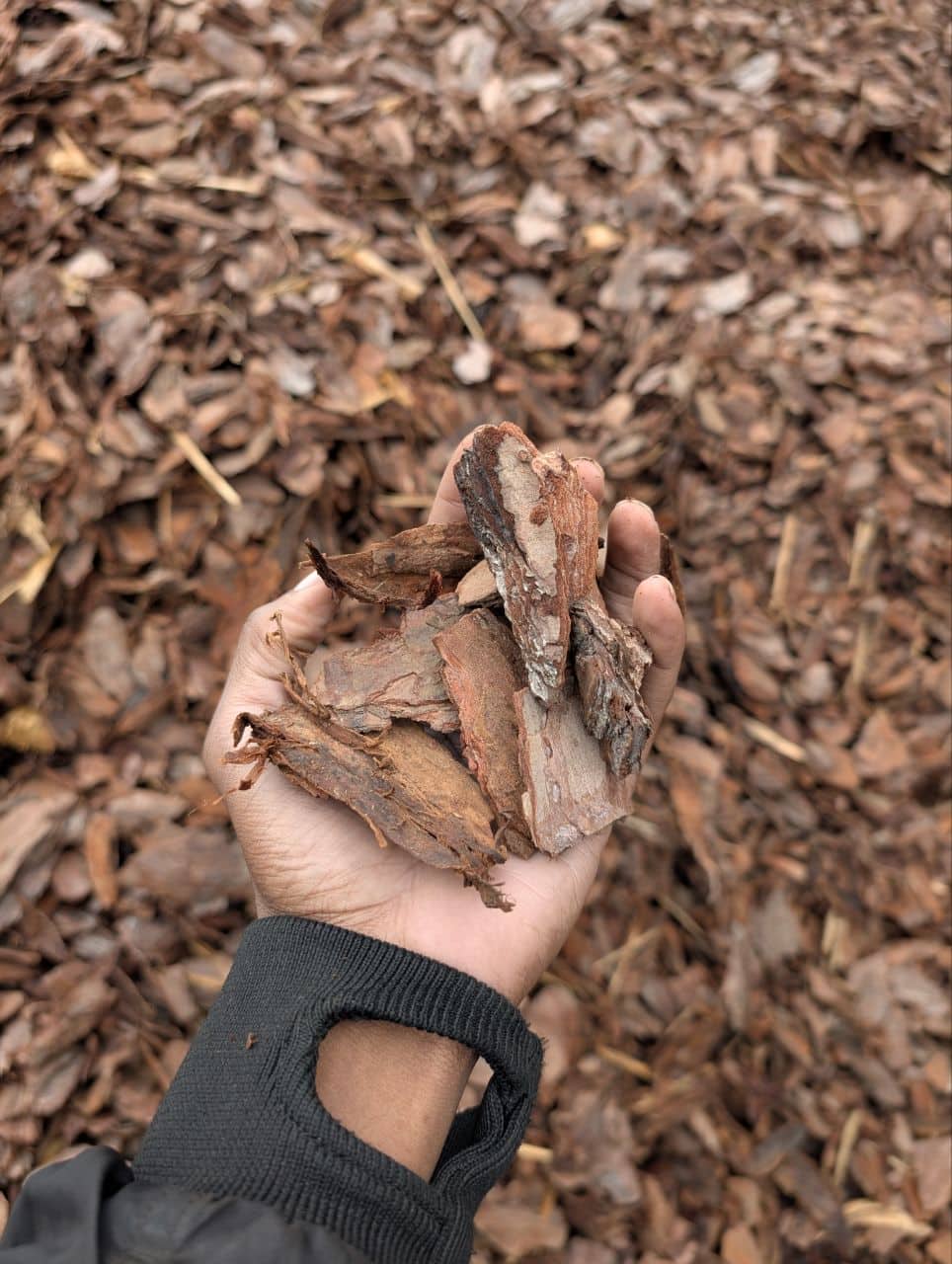 ogrodniczka w rękawicach rozsypująca korę sosnową wokół krzewów ozdobnych