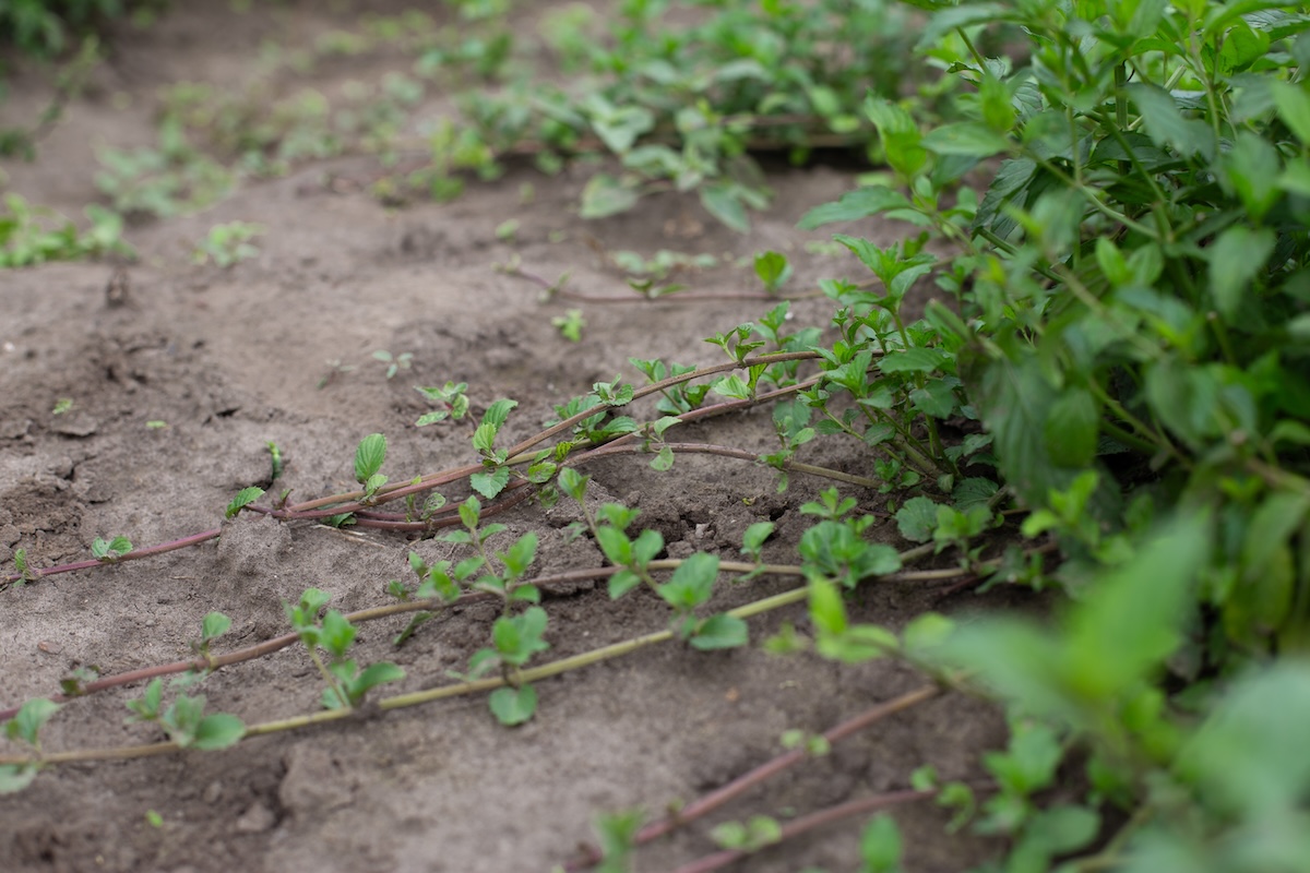 kwitnąca mięta z fioletowymi kwiatami fioletowe kwiatostany mięty wyrastające na szczytach długich pędów