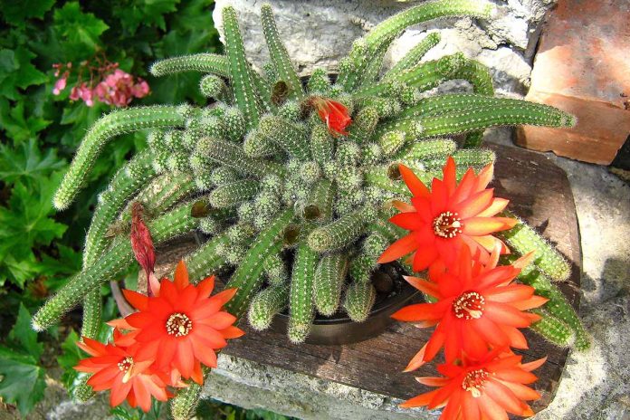 piękny kwitnący kaktus na domowym parapecie kwitnący kaktus z jaskraworóżowymi kwiatami na słonecznym parapecie w glinianej doniczce