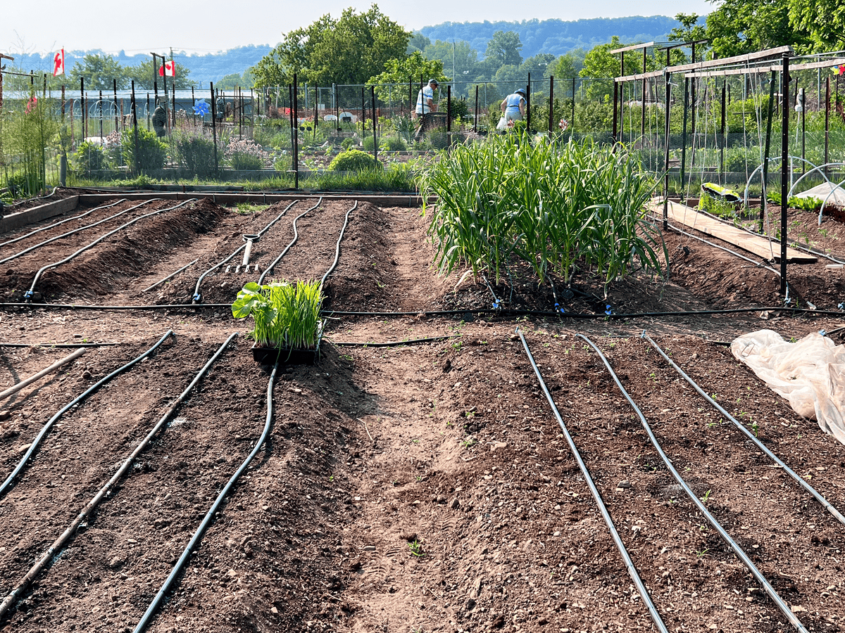 zdrowe liście papryki z kropelkami wody z taśmy nawadniającej na grządkach