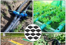 Nawadnianie kropelkowe taśmą – jak działa ten system i dlaczego ogrodnicy nie chcą wracać do tradycyjnego podlewania? taśma nawadniająca kropelkowa rozłożona w rzędach warzyw na zielonym polu uprawnym