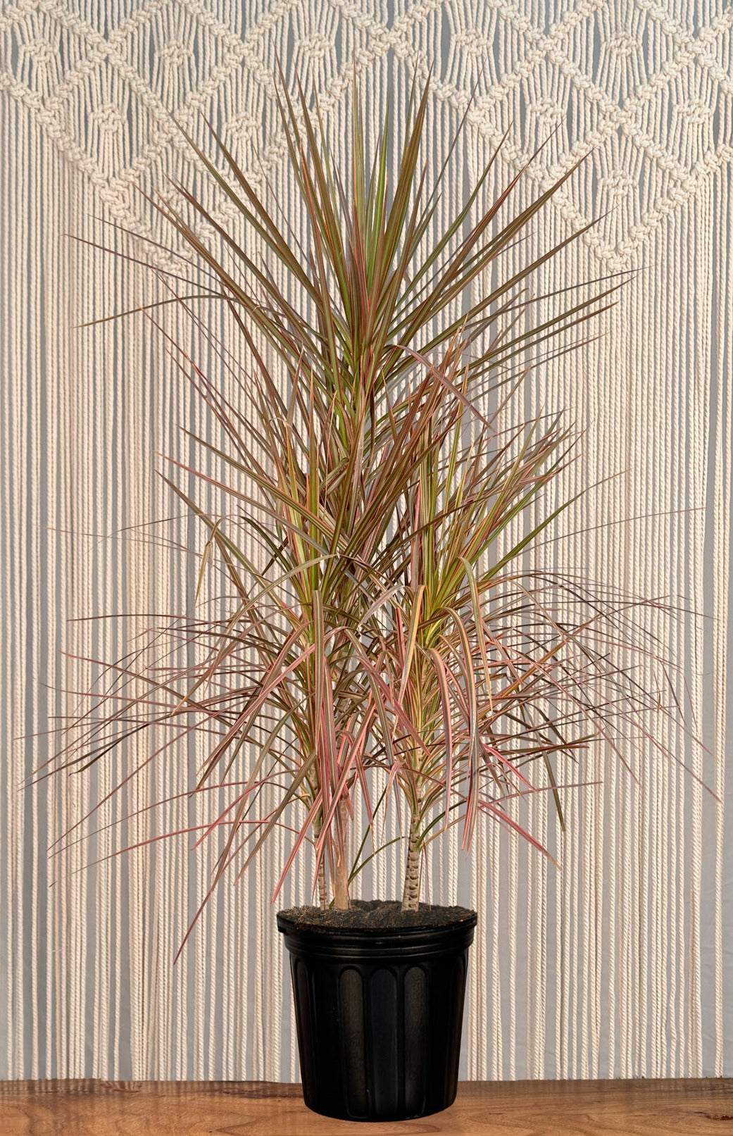 Dracena sucha od ogrzewania kaloryferem Dracena przy gorącym kaloryferze z liśćmi o suchych i skręconych brązowych końcach