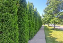 Tuje na żywopłot – ile centymetrów rocznie przyrastają Smaragd, Brabant i inne powszechne odmiany? odmiany tuje najszybciej rosniace do zywoplotu 1770948209