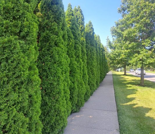 Tuje na żywopłot – ile centymetrów rocznie przyrastają Smaragd, Brabant i inne powszechne odmiany? odmiany tuje najszybciej rosniace do zywoplotu 1770948209