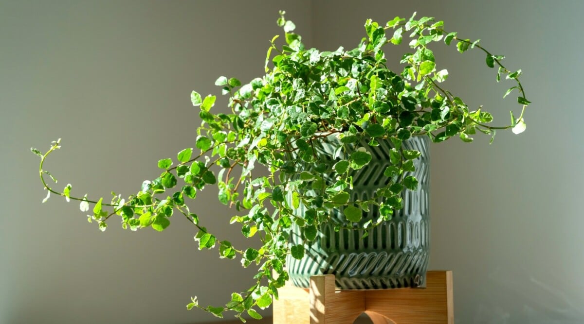 cissus rhombifolia o romboidalnych liściach wspinający się po sznurze jutowym