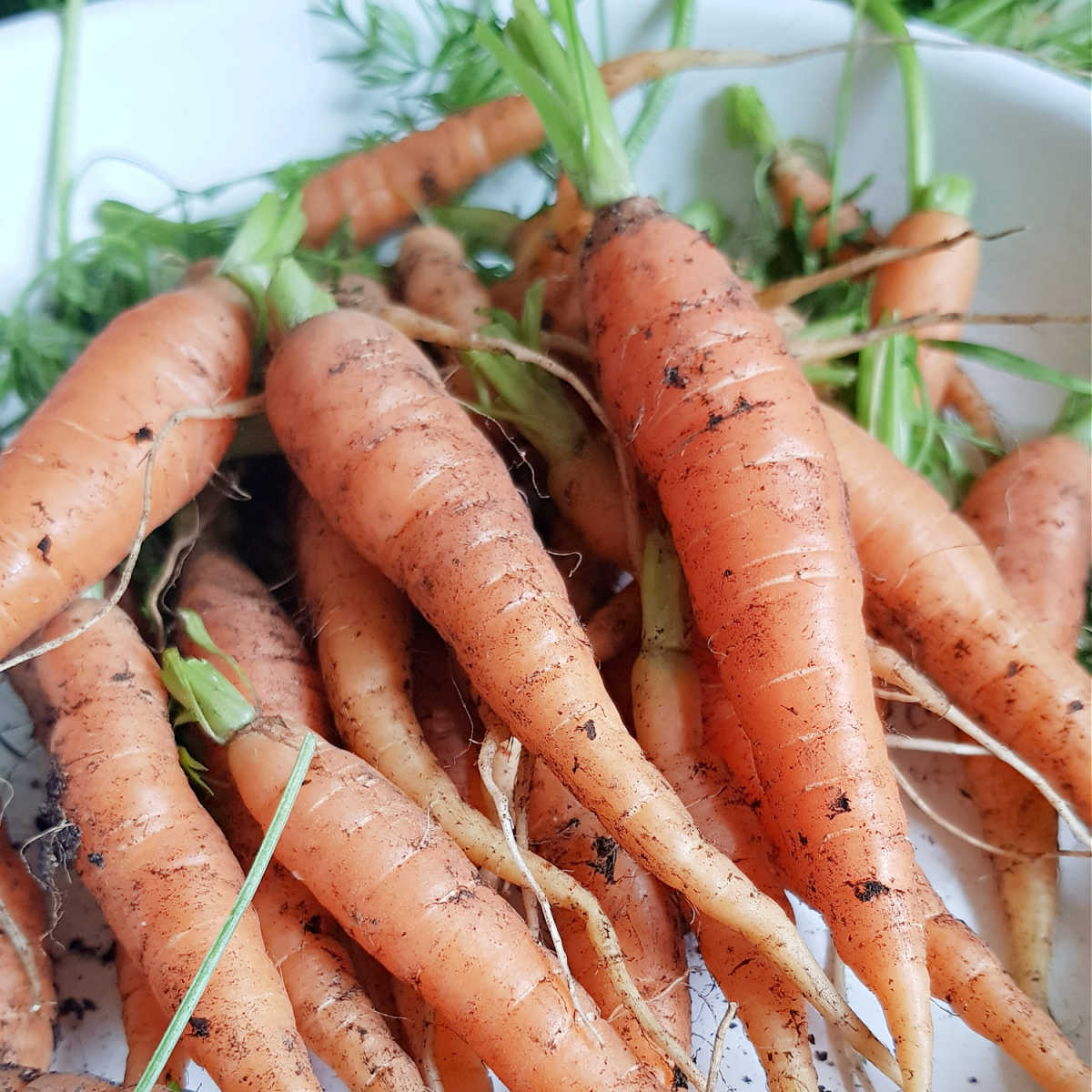 kompostowanie obierków z marchewki obierki marchewki wrzucane do kompostownika w ogrodzie