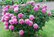 Kiedy przesadzać piwonie i jak to zrobić, by kwitły jeszcze obficiej? Jesienne piwonie w ogrodzie z żółknącymi liśćmi i kępami korzeniowymi