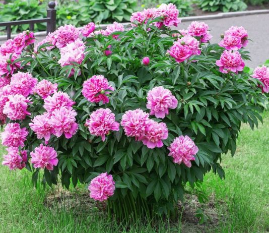 Kiedy przesadzać piwonie i jak to zrobić, by kwitły jeszcze obficiej? Jesienne piwonie w ogrodzie z żółknącymi liśćmi i kępami korzeniowymi