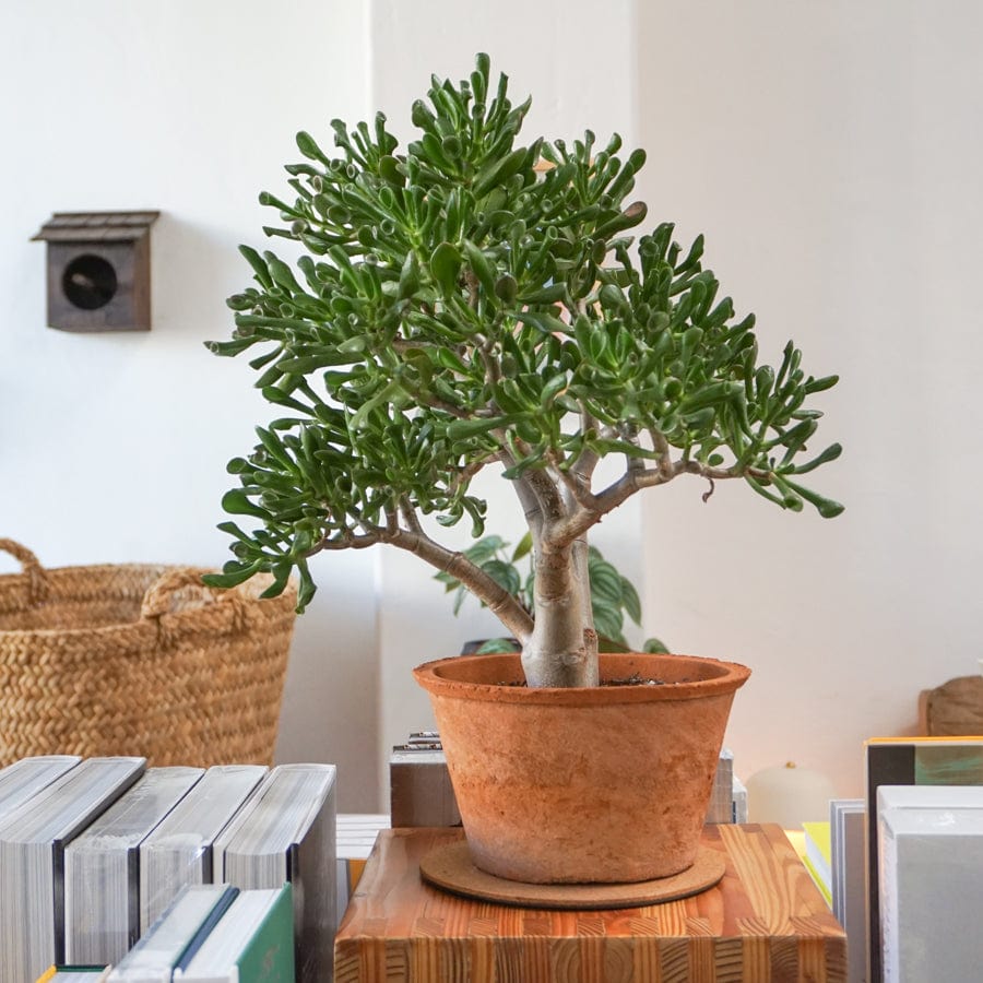 gruby drewniejący pień grubosza drzewka szczęścia z gęstą koroną liści w kształcie drzewa