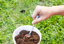 Popiół z kominka na trawnik – dawkowanie, najlepsze terminy i opcje nawożenia Szary popiół z kominka równomiernie rozsypany na zielonym trawniku w ogrodzie