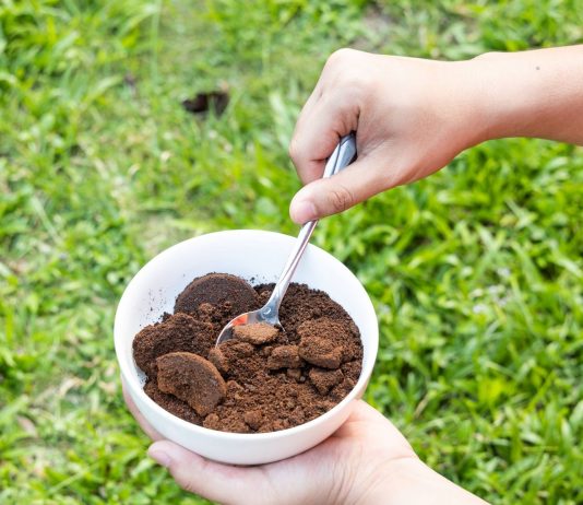 Popiół z kominka na trawnik – dawkowanie, najlepsze terminy i opcje nawożenia Szary popiół z kominka równomiernie rozsypany na zielonym trawniku w ogrodzie