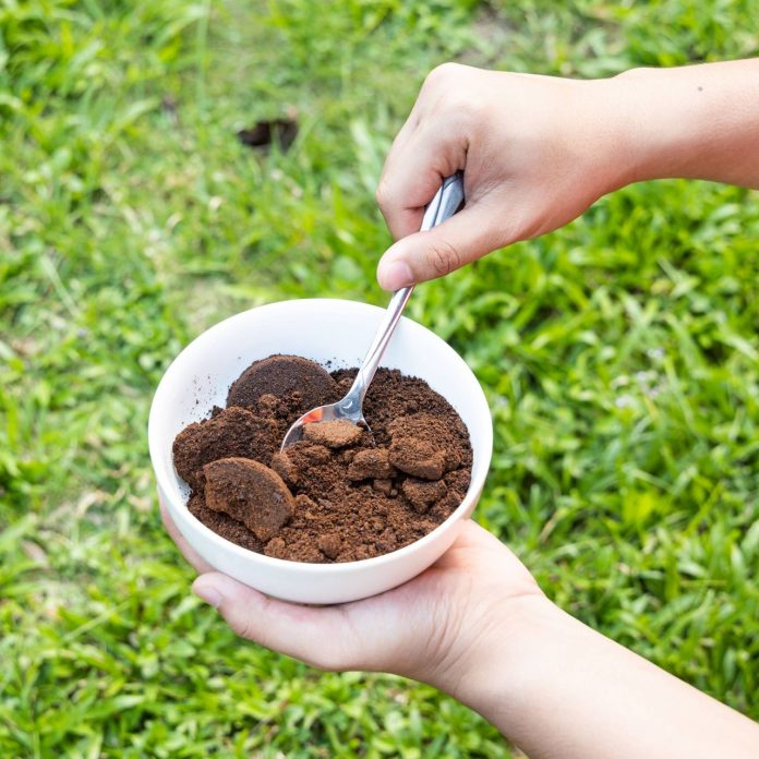Szary popiół z kominka równomiernie rozsypany na zielonym trawniku w ogrodzie