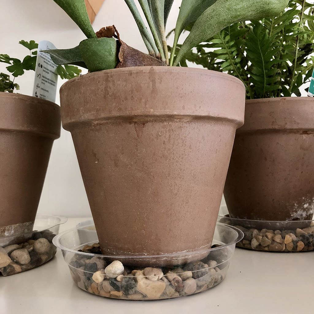 sadzenie monstery w doniczce z drenażem zdrowa monstera sadzona w ziemi z drenażem w glinianej doniczce
