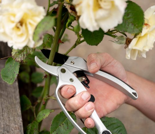Sekator do róż – jak wybrać typ, który nie zrani pędów i ułatwi cięcie w każdym sezonie? porownanie felco fiskars sekatorow do rozy 1770951180