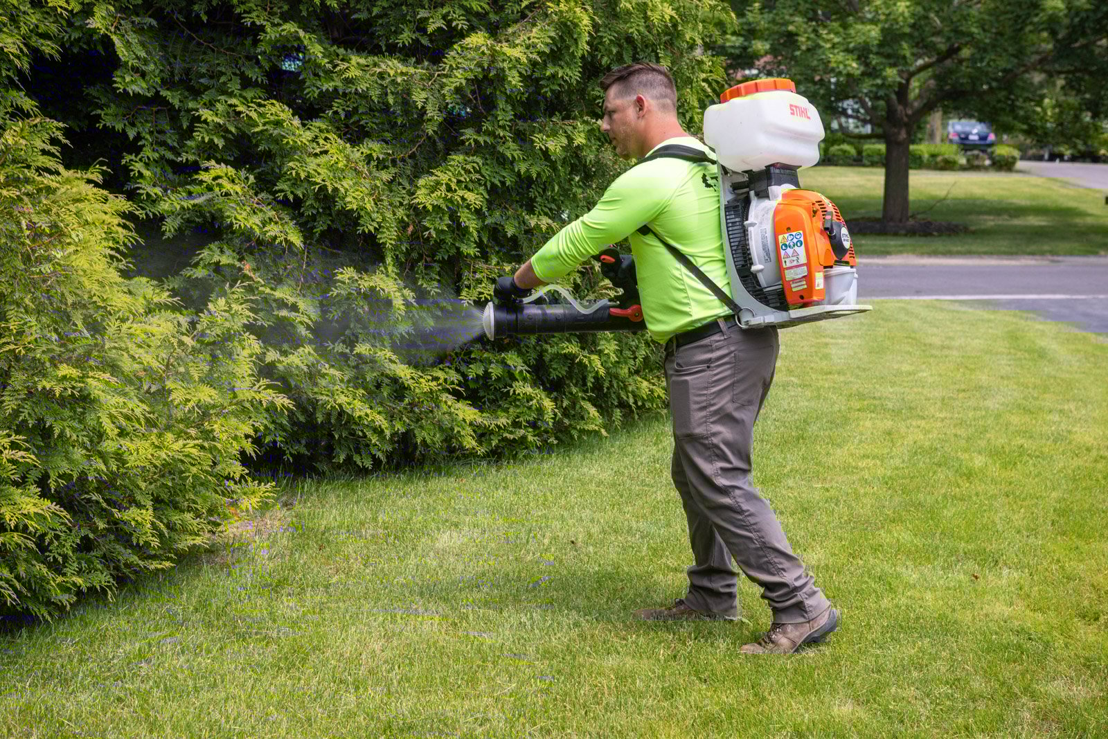 ogród przed opryskiem z widocznymi kleszczami na liściach i trawie