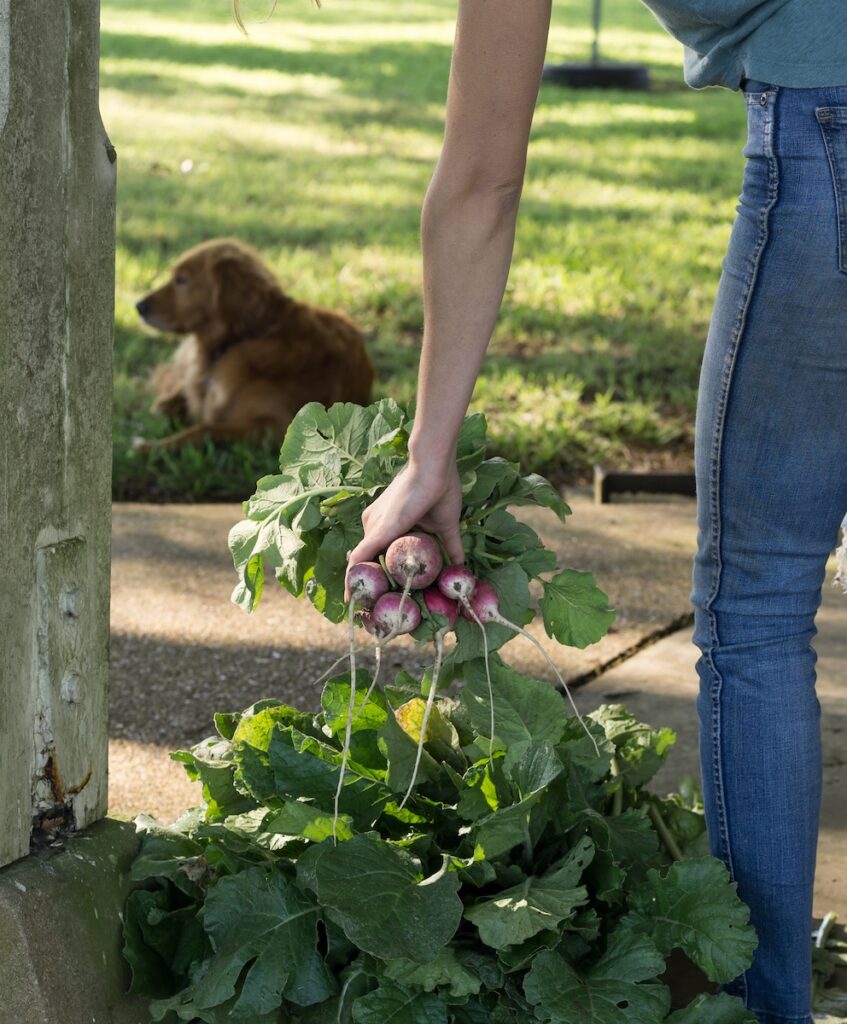 torba z paczkami nasion rzodkiewki różnych odmian na drewnianym stole