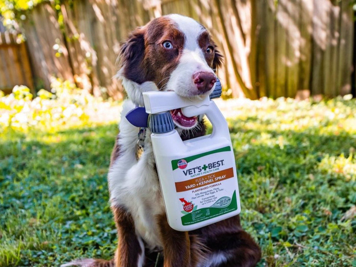 profesjonalny opryskiwacz plecakowy rozpylający mgiełkę nad trawnikiem