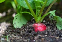 Rzodkiewka w marcu, kwietniu czy maju – kiedy tak naprawdę wysiać ją wiosną, by plony były najobfitsze? rzodkiewka nasiona w glebie wiosna 1770946042