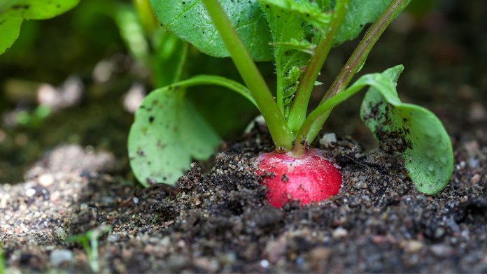 rzodkiewka nasiona w glebie wiosna 1770946042