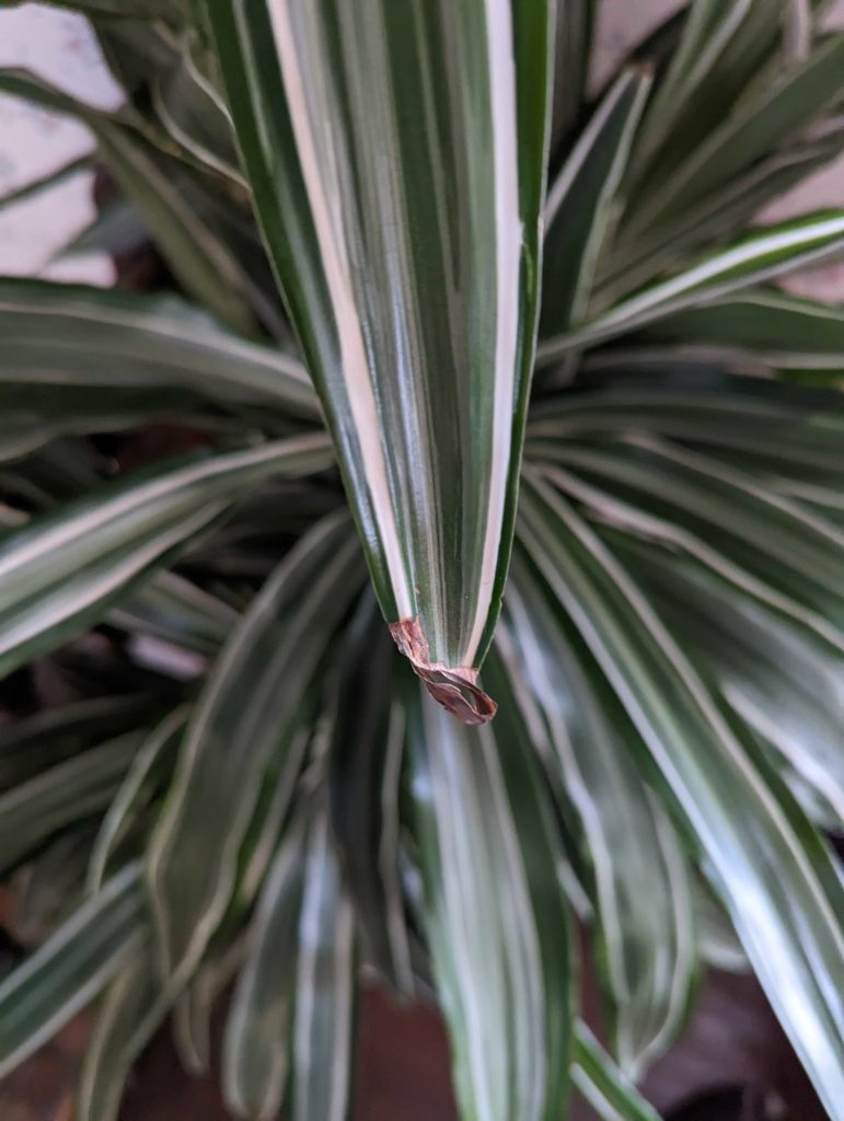 Zdrowa dracena po wyleczeniu suchości Odzyskana dracena z nowymi zielonymi liśćmi po leczeniu suchych końcówek