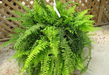 Jaka ziemia do paproci będzie najlepsza? Który skład, pH i właściwości podłoża zagwarantują zdrowy wzrost? uniwersalna kontra kwasna gleba paproci