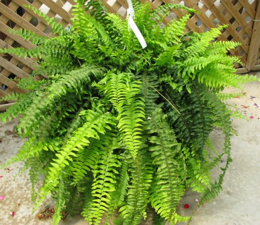 Jaka ziemia do paproci będzie najlepsza? Który skład, pH i właściwości podłoża zagwarantują zdrowy wzrost? uniwersalna kontra kwasna gleba paproci