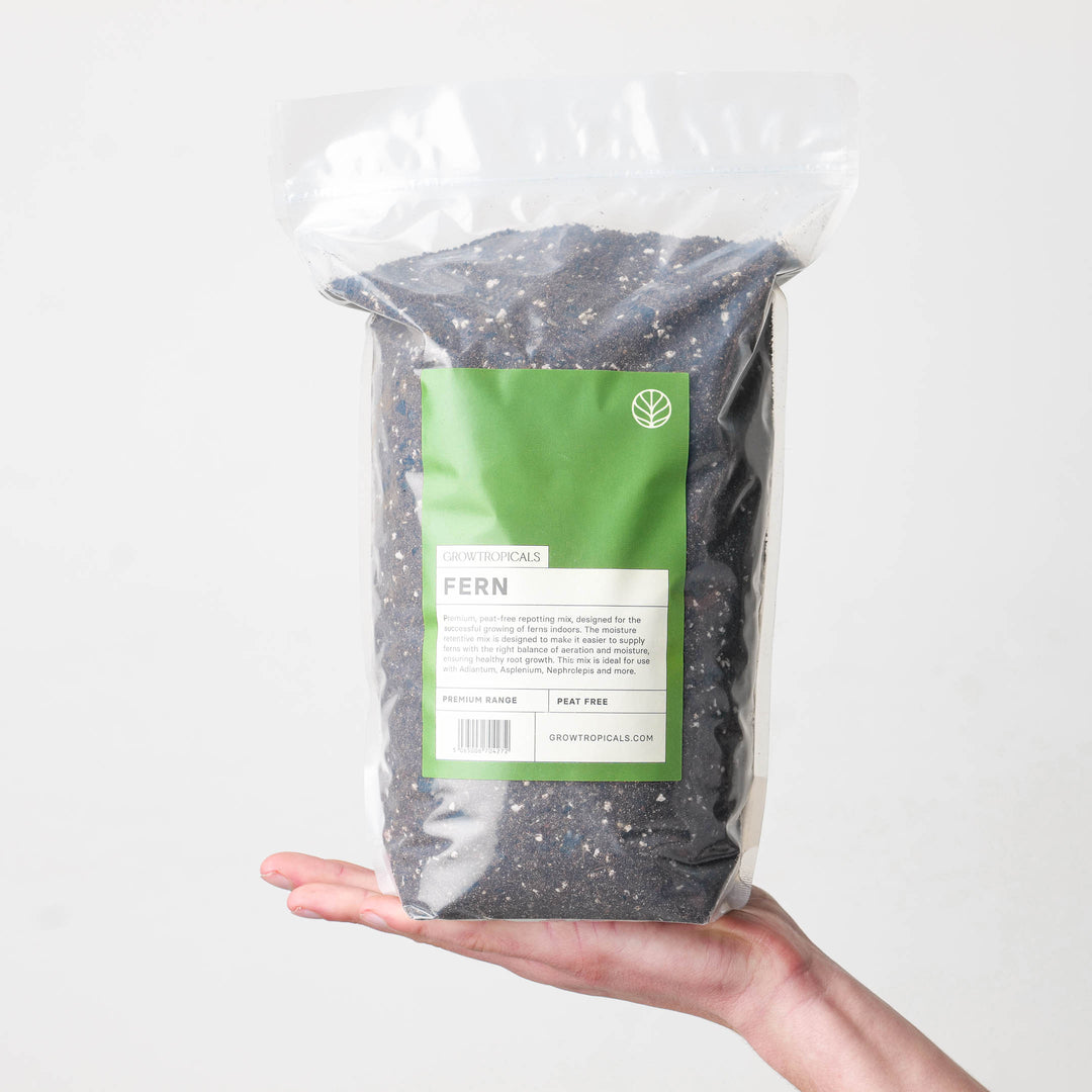 korzenie paproci widoczne w przepuszczalnej ziemi doniczkowej