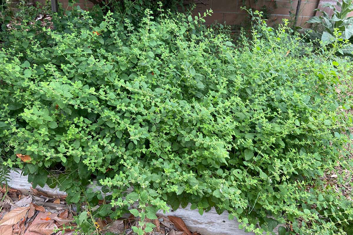 mięta jako naturalna ściółka ogrodowa mięta jako ściółka pod krzewami z pokrywającymi glebę liśćmi i pędami