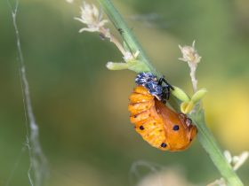 czarna larwa biedronki z pomarańczowymi plamami na zielonym liściu
