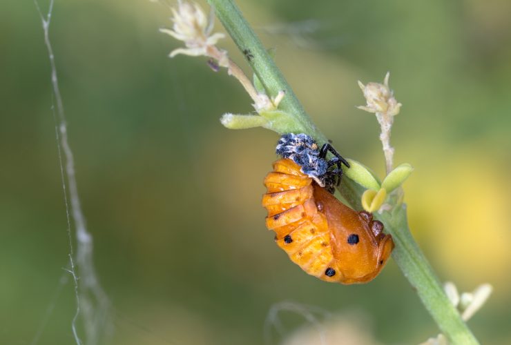 czarna larwa biedronki z pomarańczowymi plamami na zielonym liściu