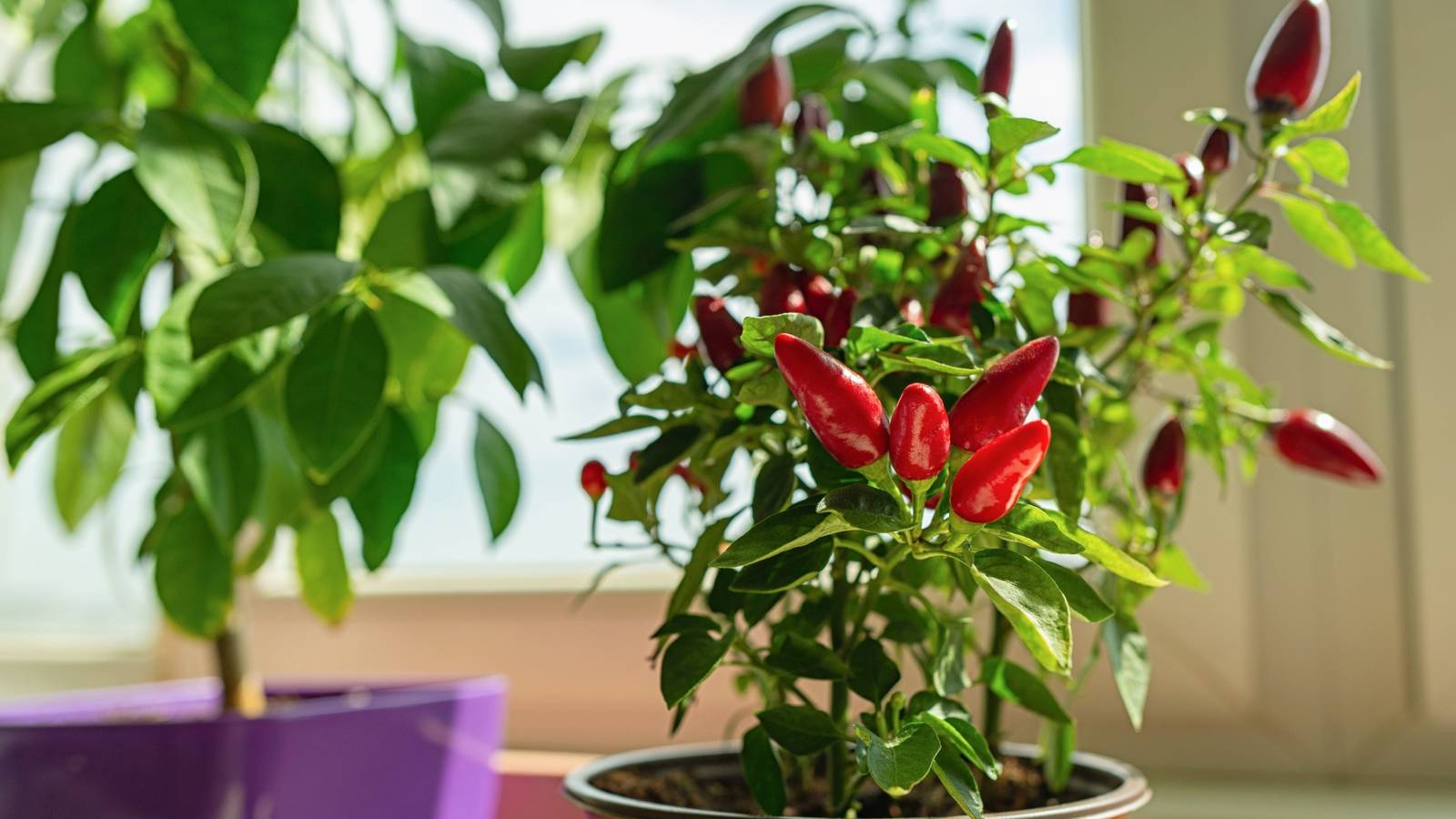 kiełkowanie nasion papryki chili małe nasiona chili leżące na wilgotnej bibule do kiełkowania
