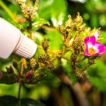 Woman,Hand,Using,Spray,On,Rose,Plant,With,Pink,Flower