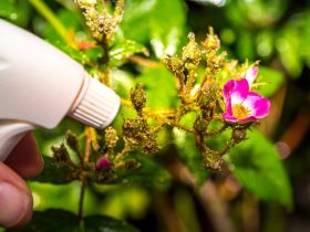 Woman,Hand,Using,Spray,On,Rose,Plant,With,Pink,Flower
