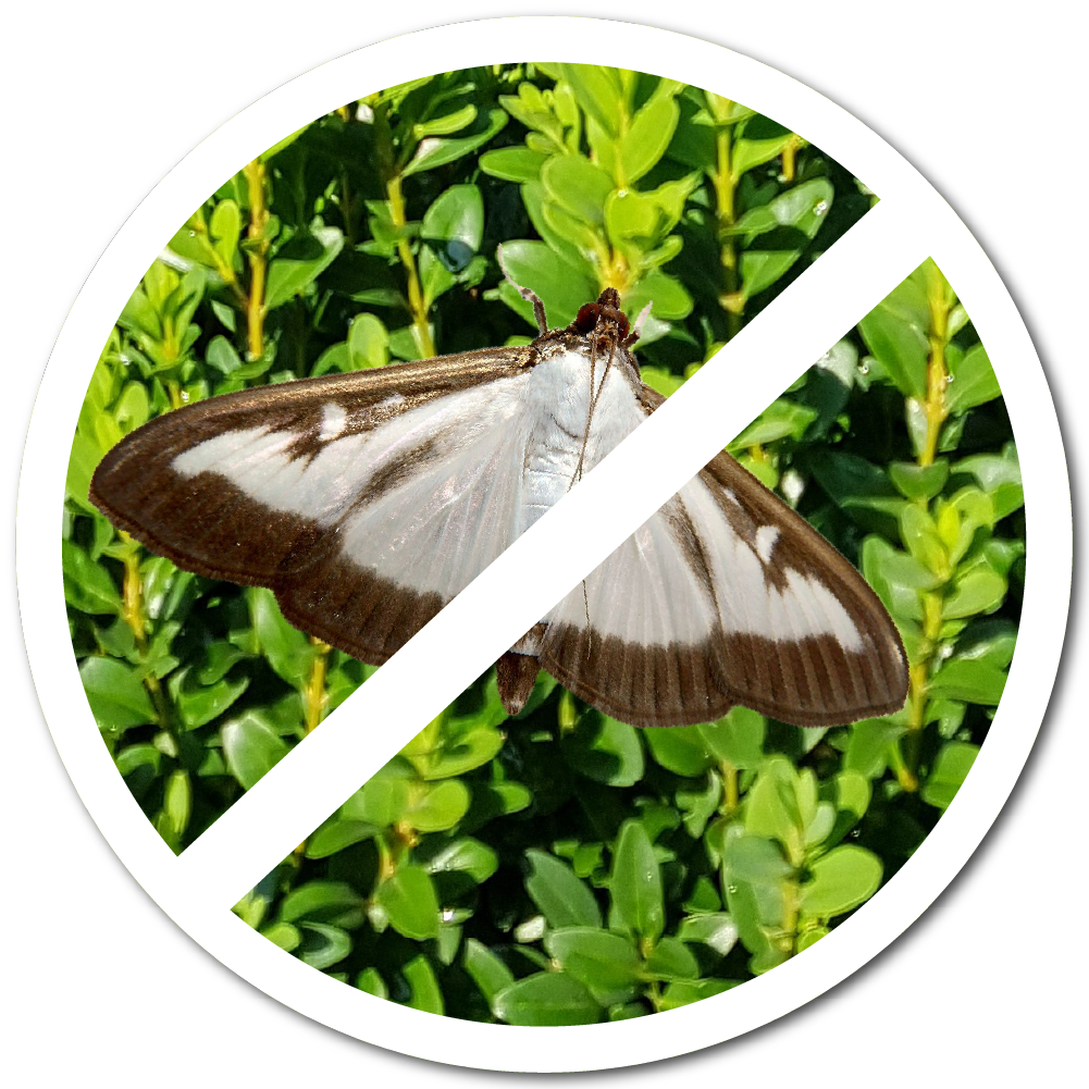 dorosły motyl ćmy bukszpanowej dorosła ćma bukszpanowa o białych skrzydłach z brązową obwódką