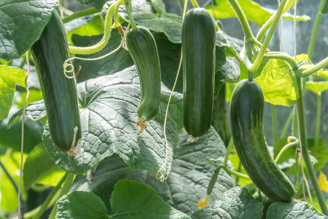 zielone liście ogórka z kroplami wody po podlewaniu