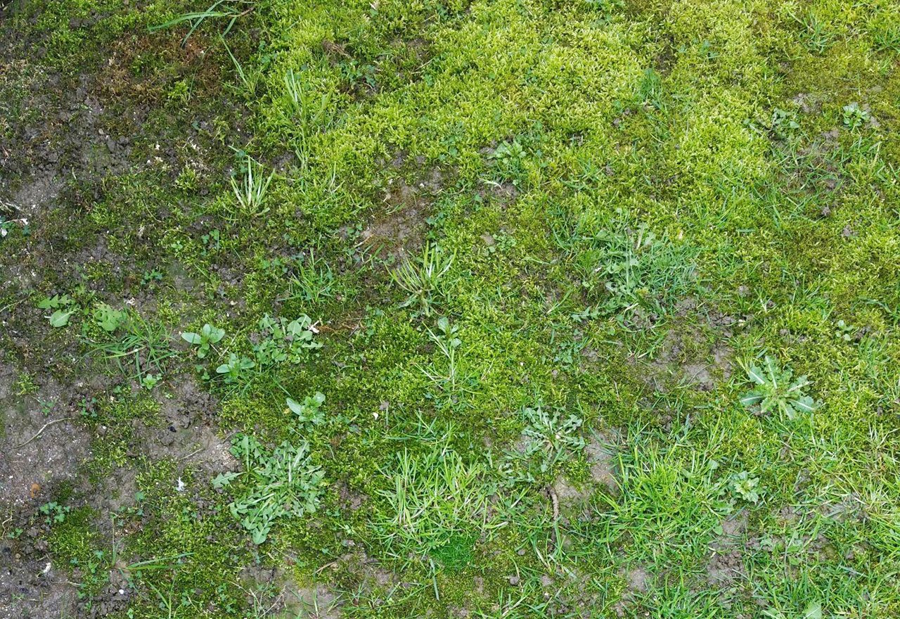 zacieniony fragment trawnika z brązowym obumarłym mchem