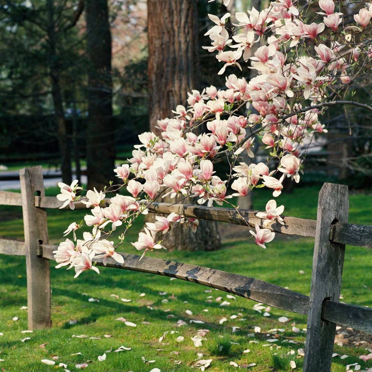 wybór zdrowej sadzonki magnolii do ogrodu młoda sadzonka magnolii ogrodowej w doniczce