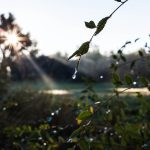 Nawadnianie kropelkowe w uprawach rolniczych