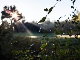 Nawadnianie kropelkowe w uprawach rolniczych