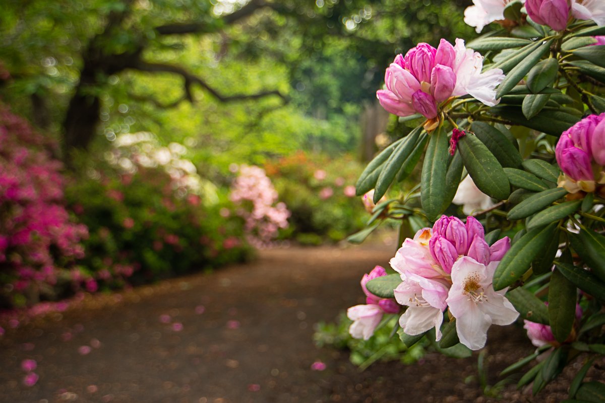 Cieniste stanowisko rododendronów pod drzewami rododendrony rosnące w cieniu drzew w ogrodzie