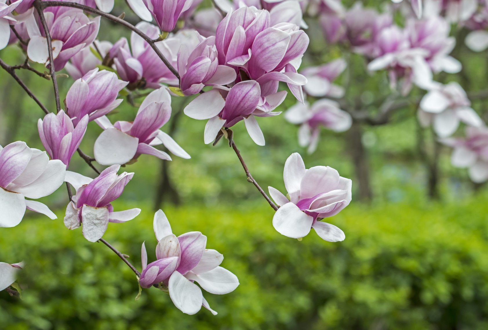 zdrowy system korzeniowy magnolii do sadzenia korzenie sadzonki magnolii przed posadzeniem
